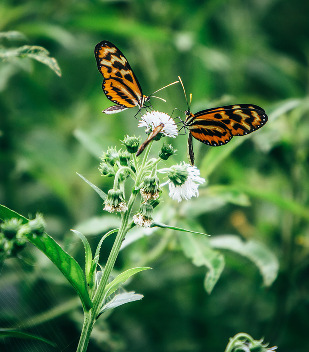Amazon – Butterflies