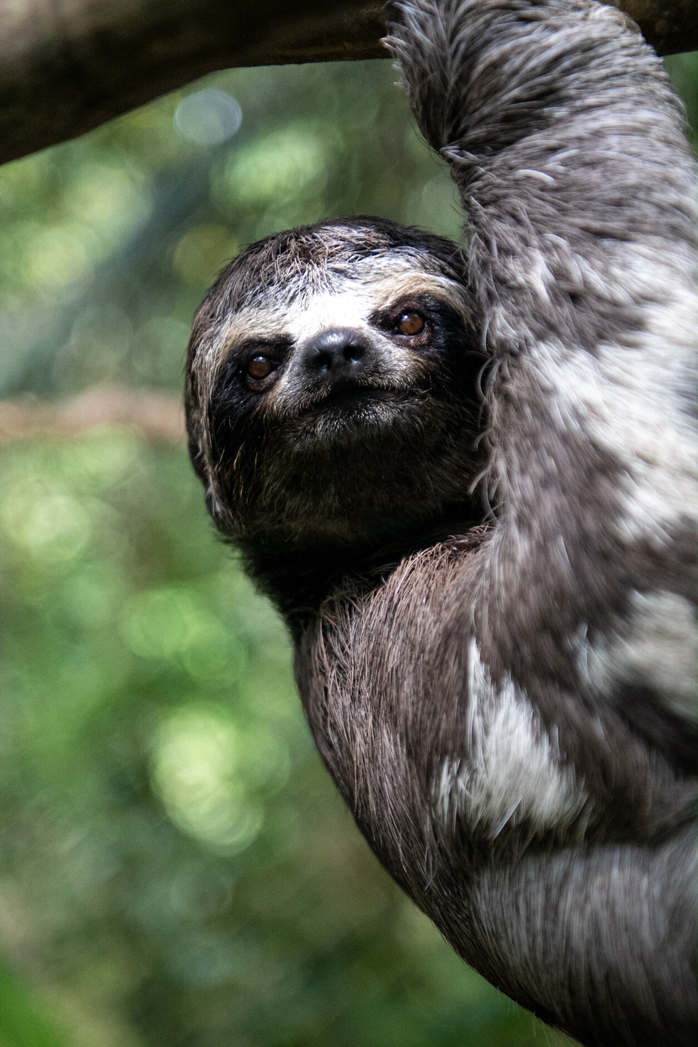Amazon – Three Toed Sloth – 04