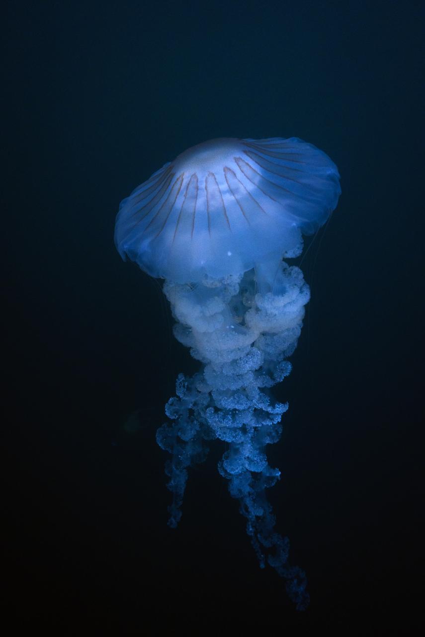 meduza ,Maria Babhekian